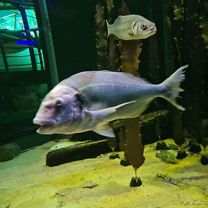 Gilthead seabream in North Sea tank