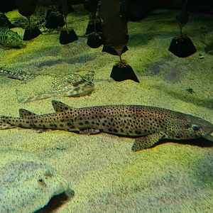 Nursehound, Turbot, Thornback ray and Ballan wrasse in North Sea tank