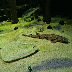 Botton of the North Sea tank