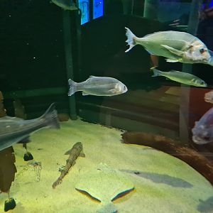 View in North Sea tank