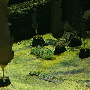 Ballan wrasse and Thornback ray in North Sea tank