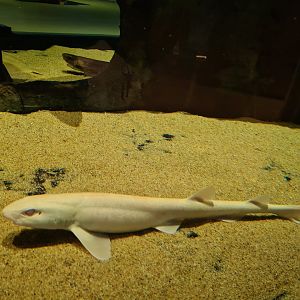 Albino Small-spotted catshark in Wreck tank