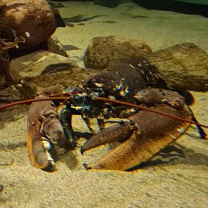 European lobster in Wreck tank