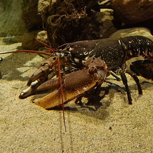European lobster in Wreck tank
