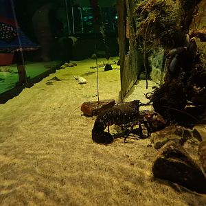 European lobster in in Wreck tank