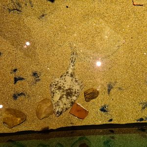 Various flatfish in Wreck tank