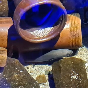 European eel in Dyke tank