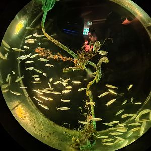 Former jellyfish tank, now used for juvenile Thicklip grey mullets