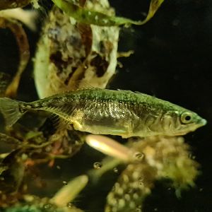 Three-spined stickleback in former jellyfish tank