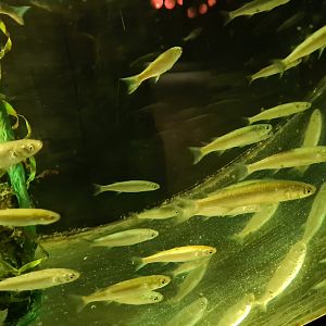 Juvenile Thicklip grey mullets in former jellyfish tank