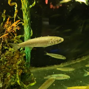 Juvenile Thicklip grey mullet in former jellyfish tank