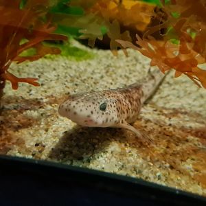 Juvenile Small-spotted catshark in Wadden tank