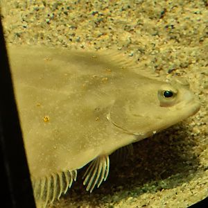 European plaice in Wadden tank