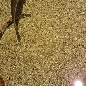Near-invisible flatfish in Wadden tank