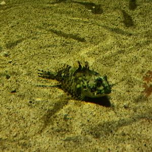 Shorthorn sculpin in Wadden tank