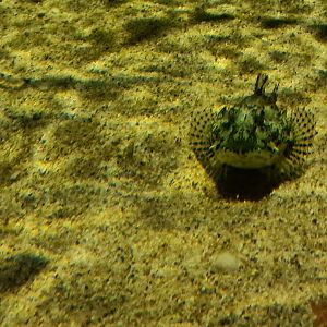 Shorthorn sculpin in Wadden tank