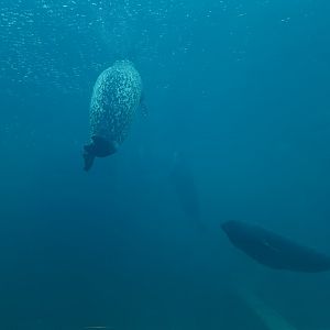 Harbour and Ringed seal underwater
