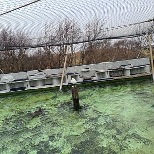 Rock area in Seabird recovery aviary