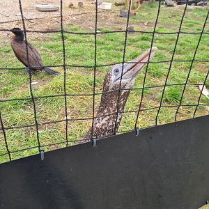 Juvenile Northern gannet in Seabird recovery aviary