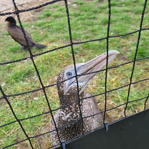 Media 'Juvenile Northern gannet in Seabird recovery aviary' in category 'Ecomare'
