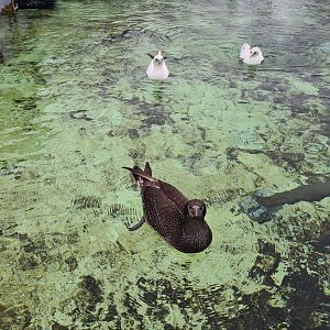 Juvenile Northern gannet in Seabird recovery aviary