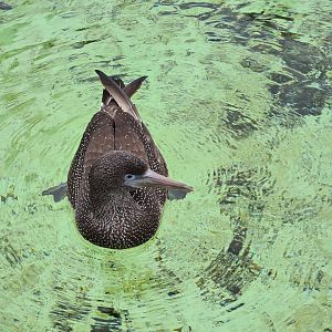 Media 'Juvenile Northern gannet in Seabird recovery aviary' in category 'Ecomare'