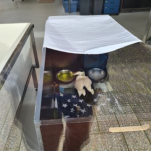 Injured European eider in bird recovery centre