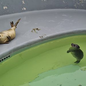 Seals in recovery enclosure