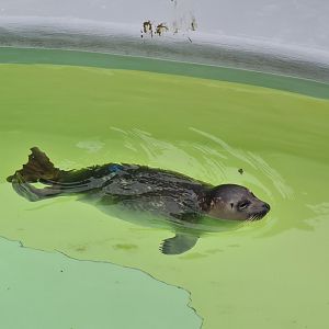 Grey seal in recovery enclosure