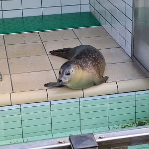 Harbour seal in recovery