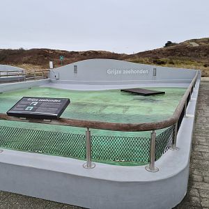 Grey seal permanent enclosure