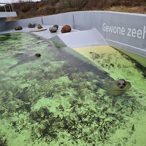 Harbour seal permanent enclosure
