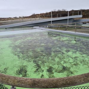 Harbour seal permanent enclosure