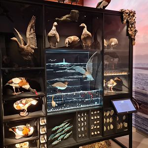 Bird interactive display in Wadden room