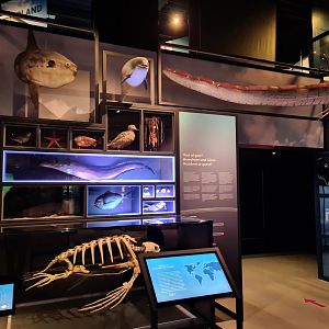 'Resident, Guest or Vagrant?" Interactive quiz display in Wadden room