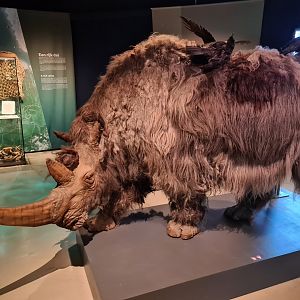 Amazing Woolly rhinoceros replica in Doggerland display