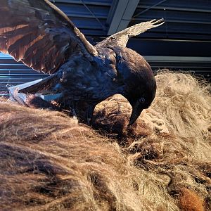 Corvid using Woolly rhinoceros pelt for hypothetical nest