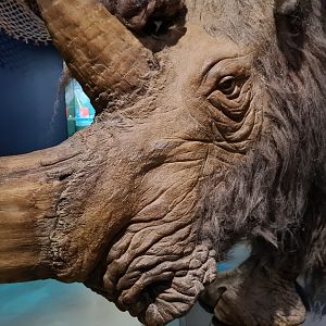 Woolly rhinoceros closeup