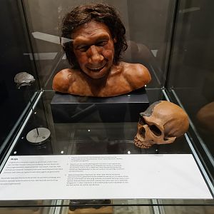 Krijn, the North sea Neanderthal