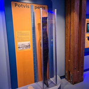 Sperm whale penis in whale room