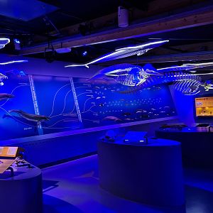 Various cetacean skeletons and whale evolutionary line