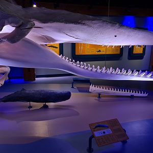 Sperm whale replica skeleton in whale room