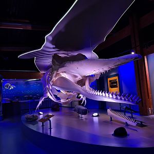 Sperm whale replica skeleton in whale room