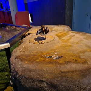 Oystercatcher educational plateau