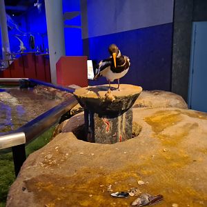 Oystercatcher educational plateau