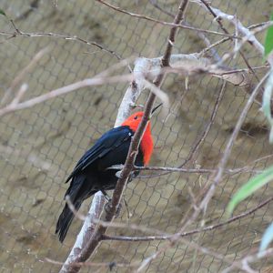 Scarlet-headed Blackbird (2019)