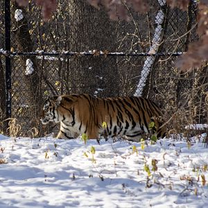 Amur Tiger