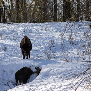 American Bison