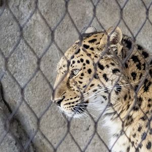 Amur Leopard