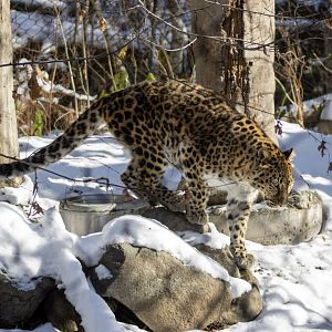 Amur Leopard
